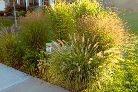 Mesquite Ornamental Fountain Grass | 10 Seeds, Low Maintenance Grass Pennisetum Usps Tracking