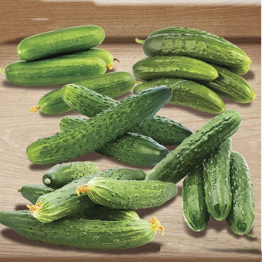Cucumber Winter Town F1 Seeds Self-Pollinating Non Gmo For Planting | 203852