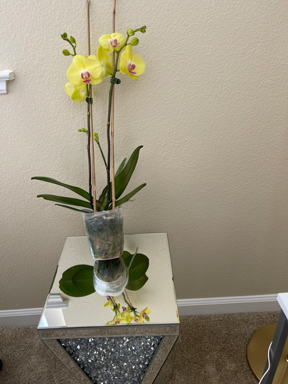 Yellow Large Orchid