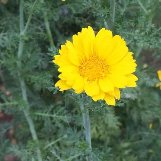 Chamomile Dyer's Medical Herb Seed 30