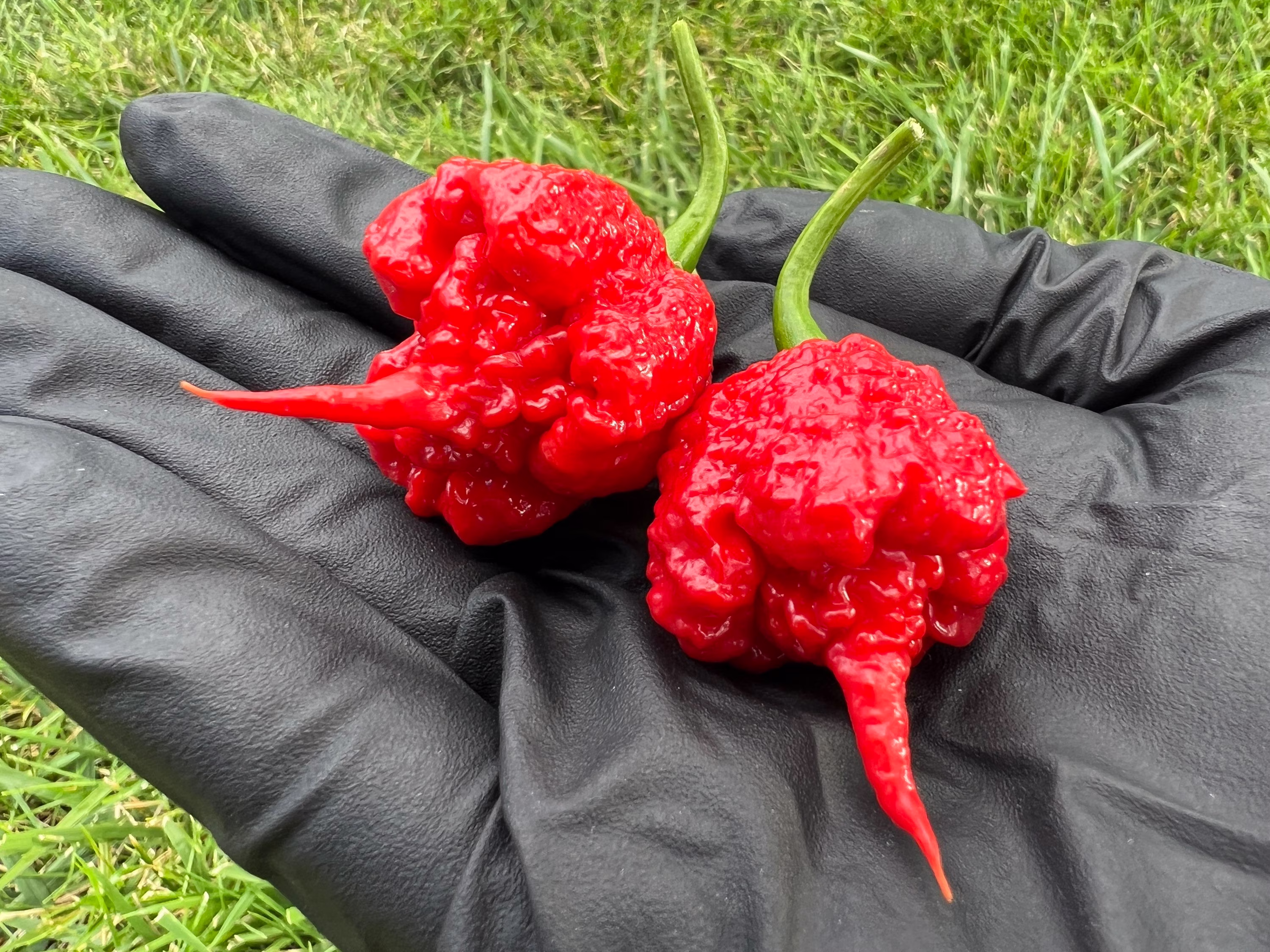 Dragon's Breath Mega Hot Pepper Seeds