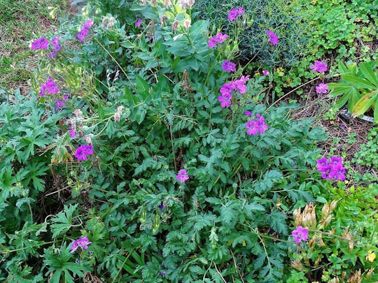 Erodium Manescavii X10 Seeds, | Geraniaceae Hardy Perennial, Geranium, Fairy Flower Seeds
