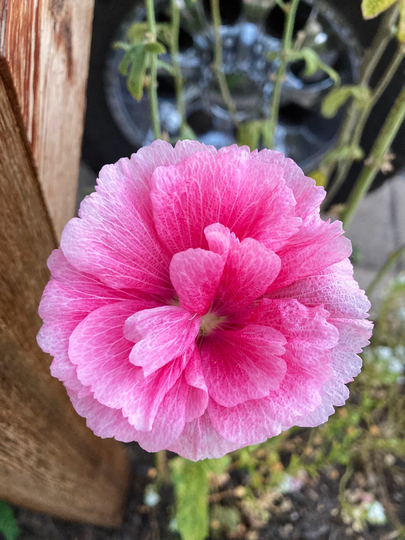 Pink Rose Hollyhock Seeds