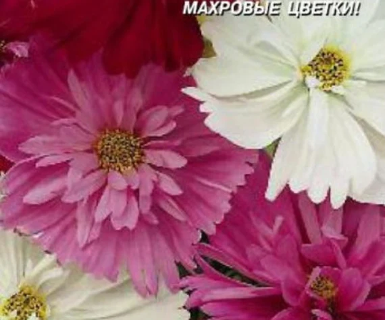 Rare Original Flower Seeds Cosmeya "Psychea
