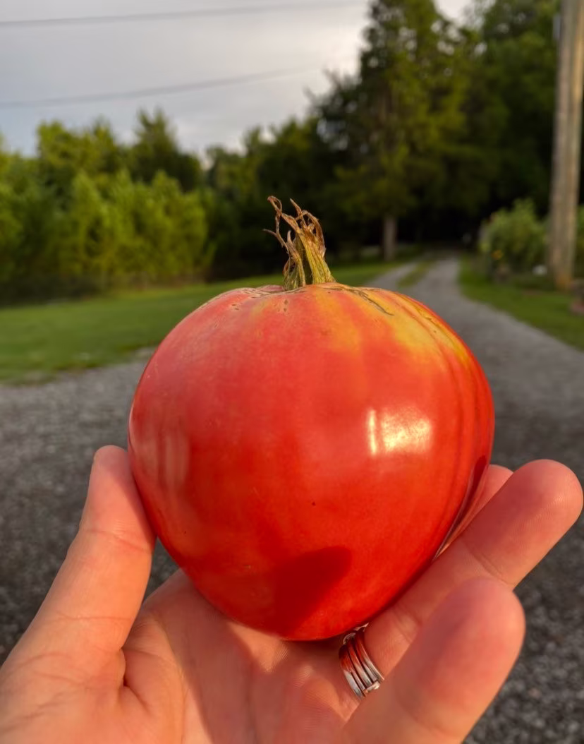 Hungarian Heart Heirloom Tomato Seed