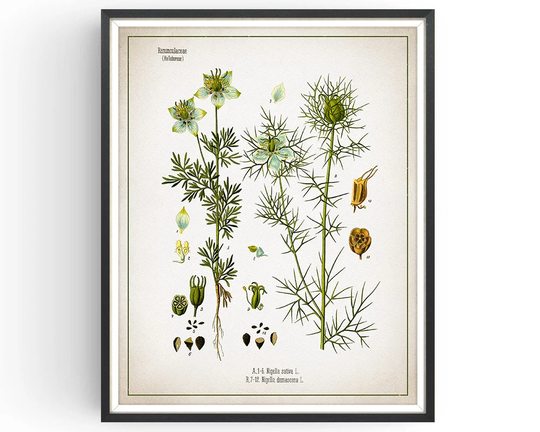 Love in The Mist - Botanical Print Nigella Black Cumin Vintage Medicinal Plant Botany Kitchen Decor Unframed