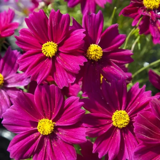 100 Organic Cosmos Dazzler Seeds Cosmea Schmuckkörbchen Samen Semi Sementi Sementes Siemenet Somen Zaad Zaden Graines Semillas Nasiona