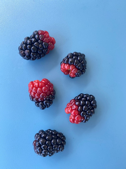 Blackberry Seeds/Seeds/Fruit Seeds/Maui Fruit Seeds/Organic Fruit/Seeds/Home Garden/Home Gardener