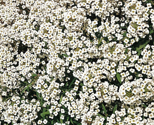 Alyssum Snow Crystals X200 Seeds