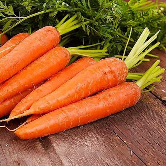 Carrot Seeds Red Rose