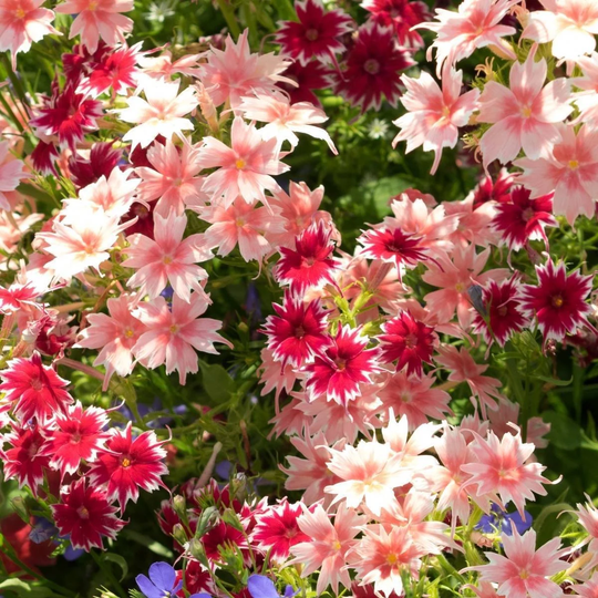 Phlox - Twinkle Dwarf Mix Plant Flower Flora 70+ Seeds | Low Growing Compact Plant Clusters Of Star Shaped Flowers in Mixed Shades Australia