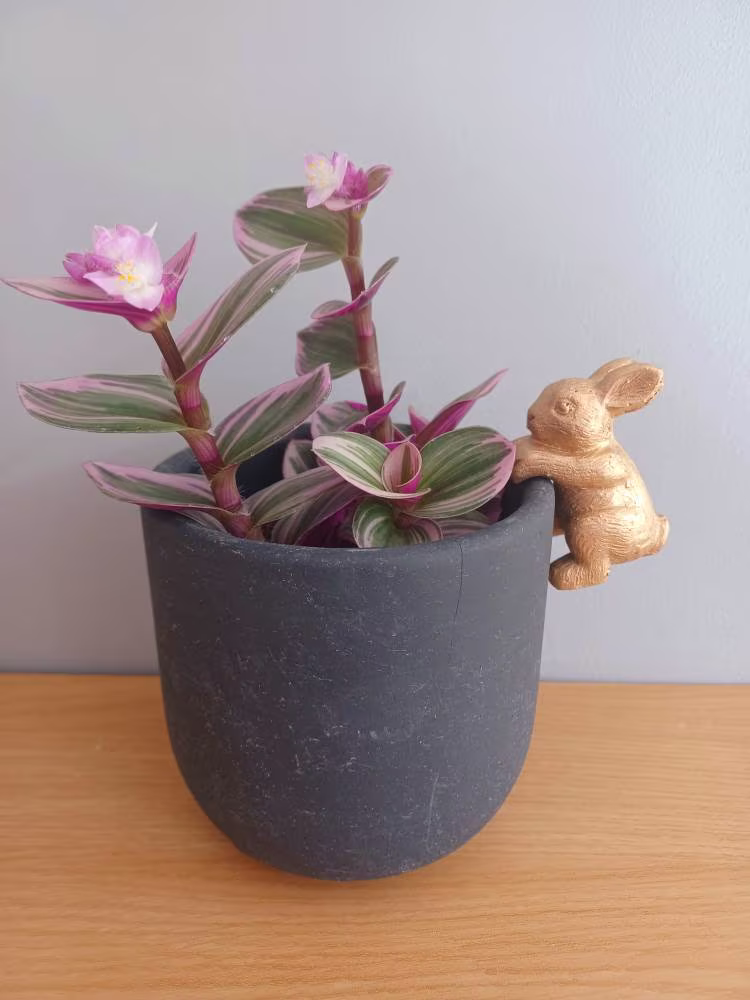 Golden Rabbit Planter Matt Black Cement Plant Pot & Gold Hugger Sass & Belle New Free UK Postage
