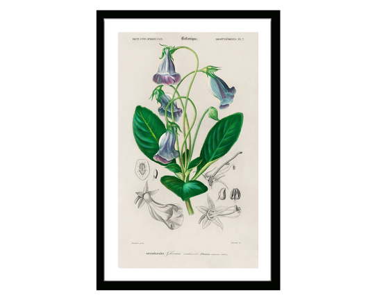 Vintage Botanical Poster Of Brazilian Gloxinia Print Retro Herbs Plants & Trees Illustration Kitchen Art Decor. Giclee Set