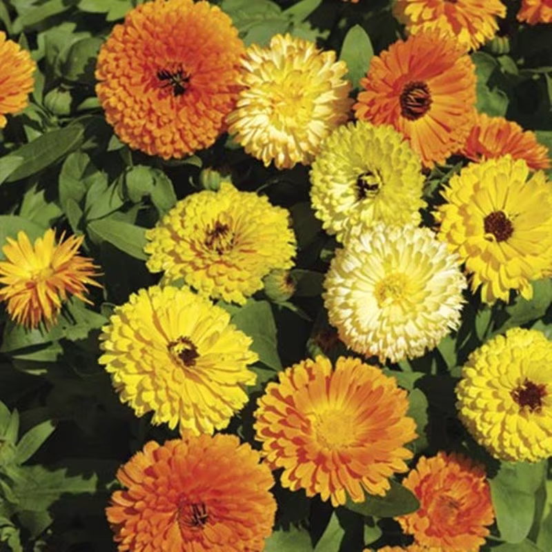 Pot Marigold Mix Seeds Annual Flowering Non Gmo For Planting | 202449