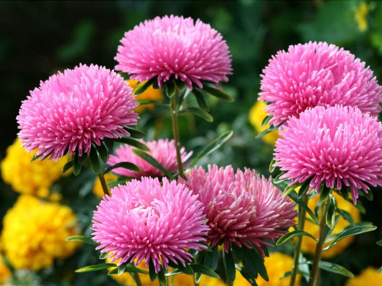 Rare Original Flower Seeds Astra "Milady Dew