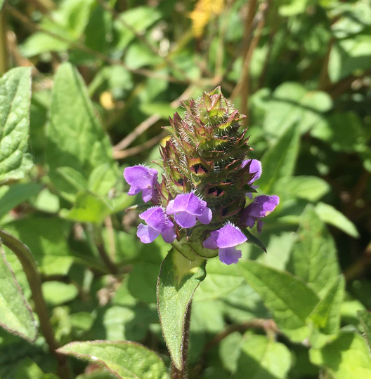Selfheal Flower Essence ~ Prunella Vulgaris