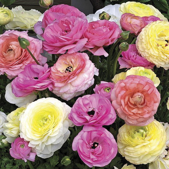 Ranunculus Seeds Mache Pastel Mix 50 Thru 250 Pelleted