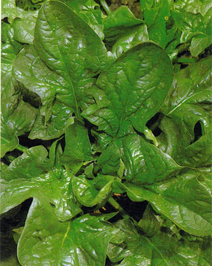 Vegetable - Spinach Giant Winter 5 G Premium Quality Seeds