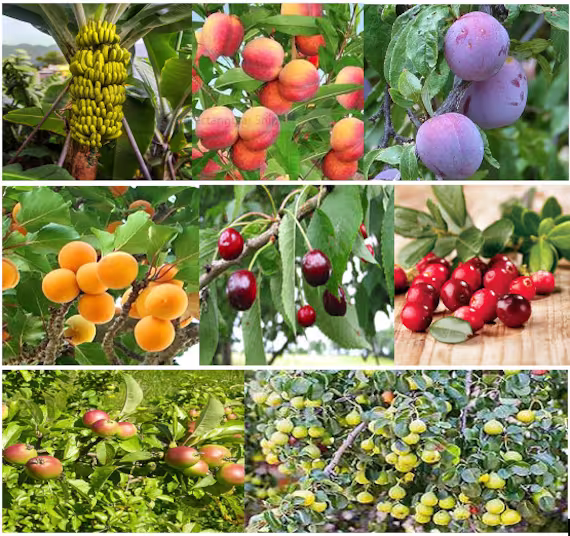 32 X Mixed Fruit Tree Seeds. | 4 Seeds From 8 Varieties