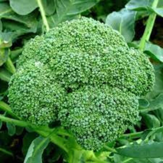 Broccoli, Green Calabrese - Ngo Gmo Premium Seeds