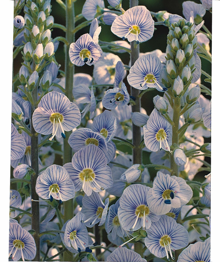Veronica Gentianoides Blue Streak Approx. 50 Seeds Hardy Perennial