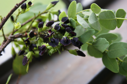 50 Dalbergia Miscolobium Seeds, Rare Tree Seeds