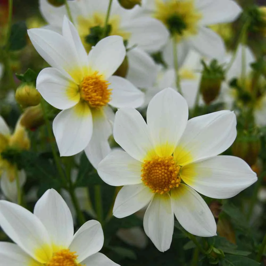 Usa Seller Mignon White Dahlia 25 Seeds Heirloom Hortensis