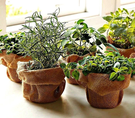Windowsill Herb Garden Collection, Six Spices, 1000 Seeds, Easy Indoors, Great Hostess Gift, Sage, Parsley, Thyme, & More