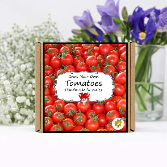 Grow Your Own Salad Tomatoes Plant Kit