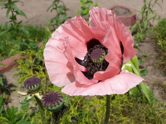 50 Double Bloom Pink Poppy Seeds T1013