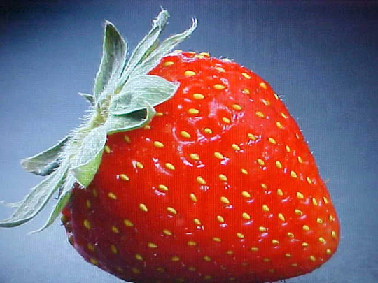 Large Sweet Wonder Strawberry Seeds 50 Seeds Per Package. Perennial Berries Fresh Every Year. Also See 15 Count, 25 100 Seed Packages