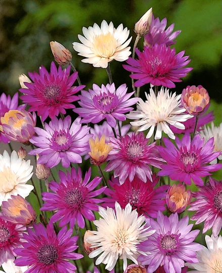 Everlasting Annual Flowers Blend 0.5G/200 Seeds - Xeranthemum Annuum Gmo Free