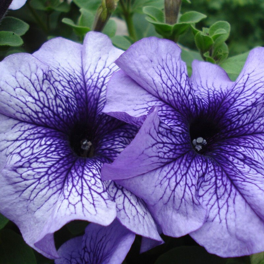 Petunia Daddy Blue F1 Seeds Annual Flowering Non Gmo For Planting | 202595