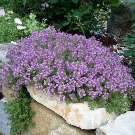 200+ Creeping Thyme Seeds