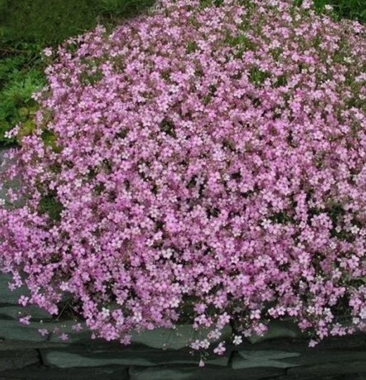 Creeping Baby's Breath Flower Pink | Gypsophila 100 Seeds., Non Gmo, Fresh, Easy To Grow