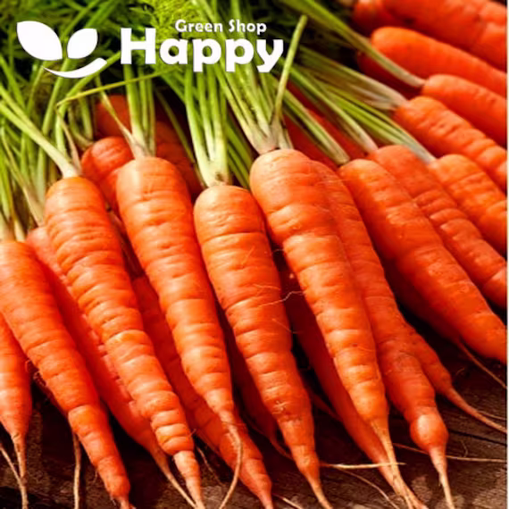 Carrot Olympus - 2 000 Seeds Very Long Flakke Type Carrot 25 cm