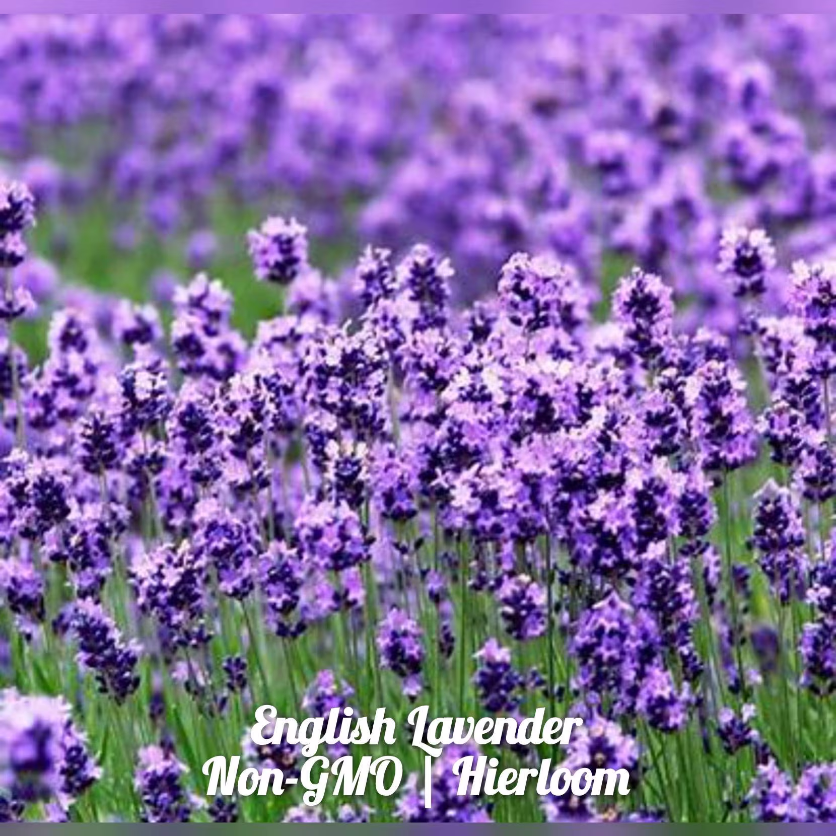 Lavender | Vera English Herb 100 Seeds | Non-Gmo Free Shipping