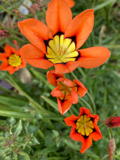 Sparaxis Bulbs | Harlequin Flower Free UK Postage