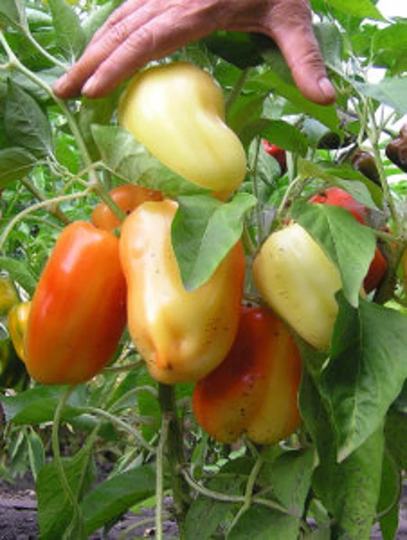 Sweet Pepper Zorzha Seeds