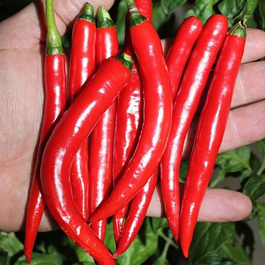 Chili Pepper Goat Horn Seeds Open-Pollinating Non Gmo For Planting | 204559
