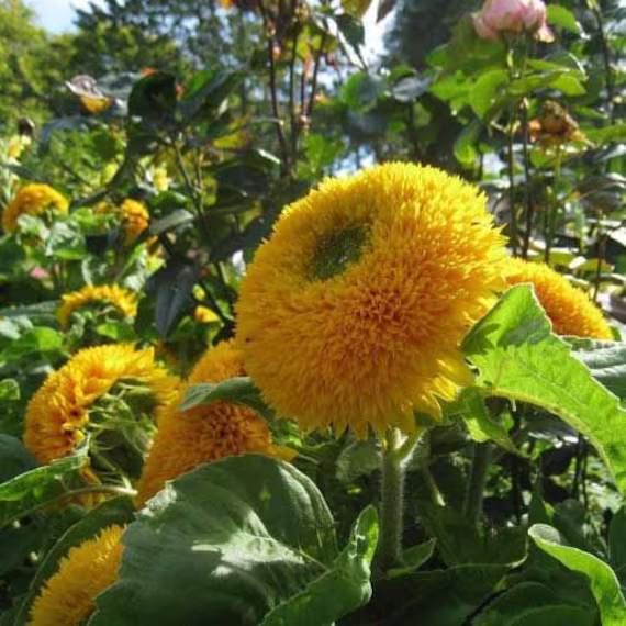 Sunflower Teddy Bear Flora Plant Flower 6+ Seeds Annual | Short, Bushy With Fluffy, Golden-Yellow Blooms Australia Wildlife Attracting