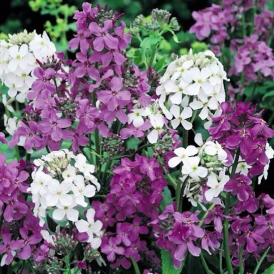 Dames Rocket Mix Seeds Perennial Flowering Non Gmo For Planting | 202581