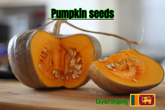 Pumpkin Seeds Roudge Vif D'etampes - Vegetable Sqash Cindrella Pumpkin