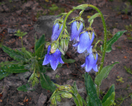 20 Campanula Barbata Seeds, Bearded Bellflower Plant Seeds