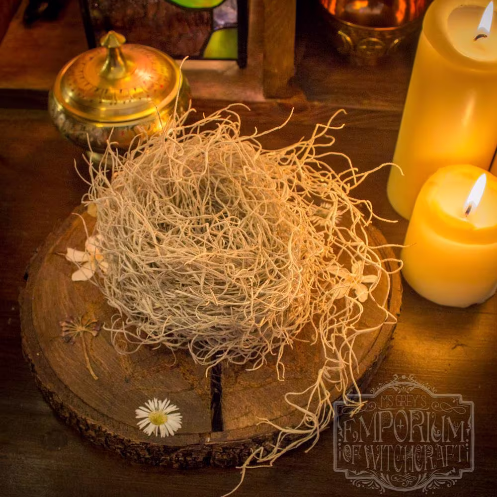 Dried Spanish Moss | Protection Poppets Voodoo Doll Hoodoo Magicks
