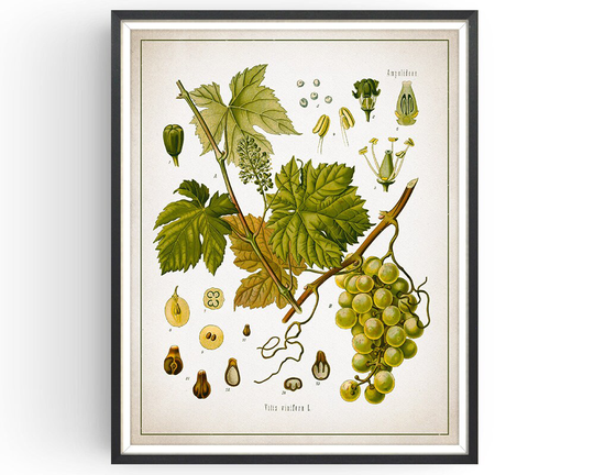 Grapevine - Botanical Print Vintage Vineyard Art Grape Medicinal Plant Wine Decor Kitchen Unframed
