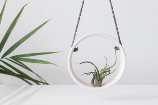 White Air Plant Holder , Ceramic Planter Tillandsia Handmade Wall
