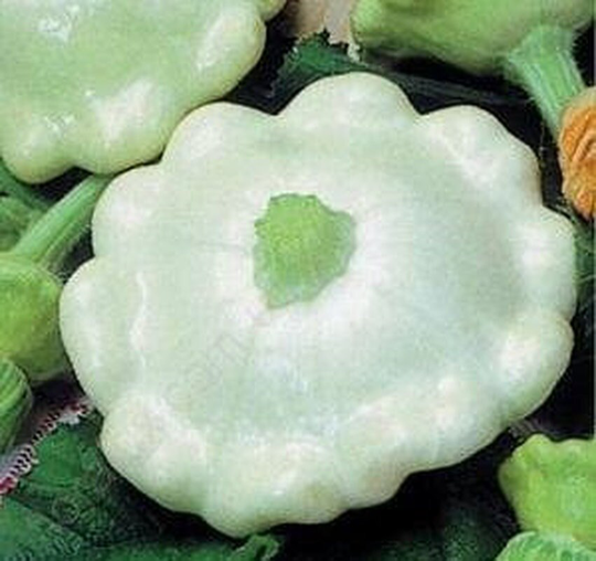 Rare Original Vegetable Squash Seeds "Perlinka