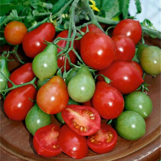 Tomato Radana Seeds Open-Pollinating Non Gmo For Planting | 204432
