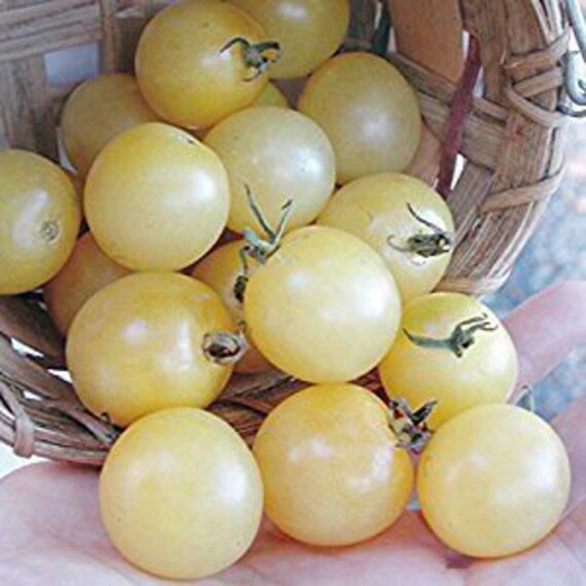 Tomato Seeds Snow Cherry About 40